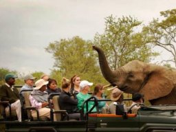 Up-close Encounter with an Elephant